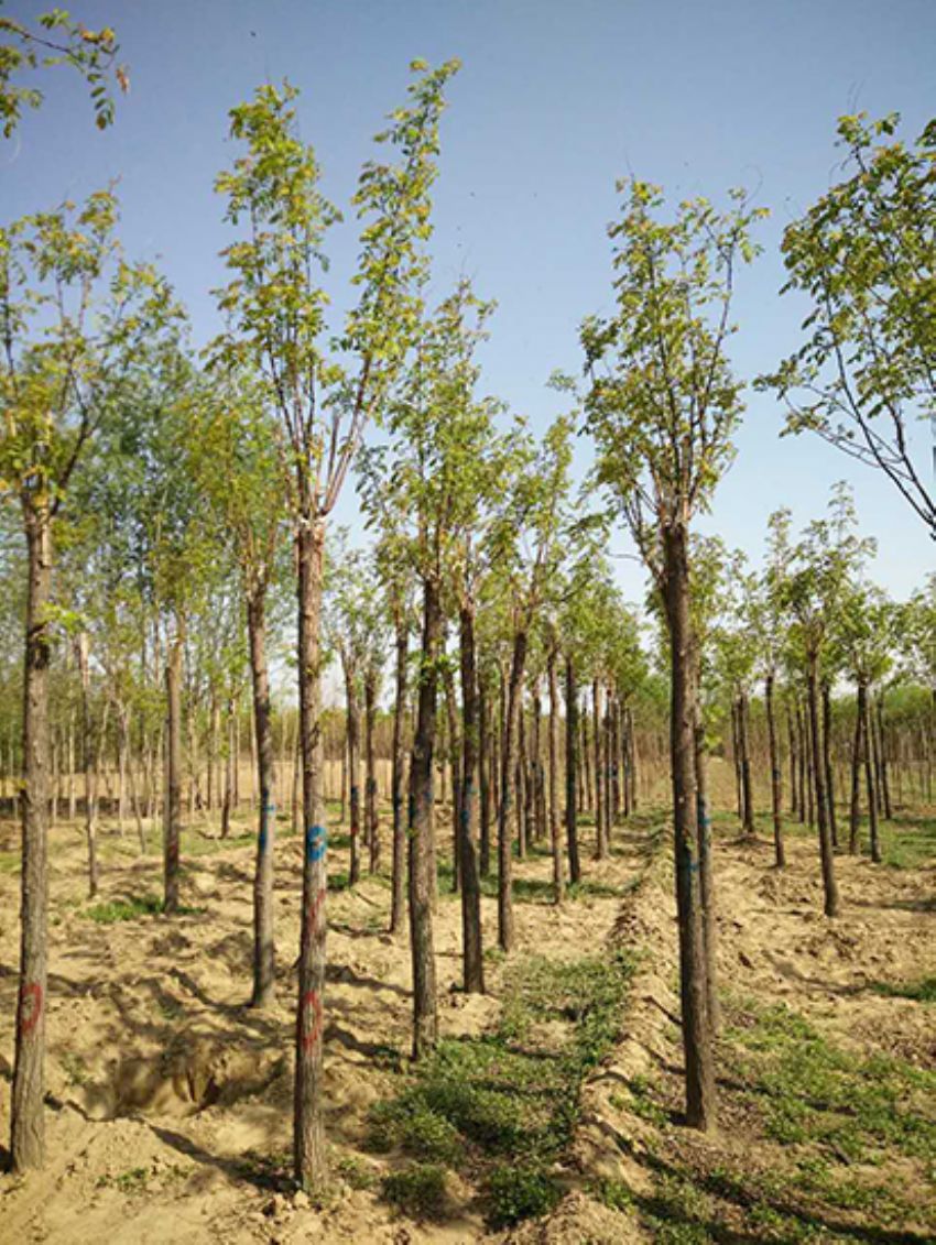 點擊查看詳細(xì)信息<br>標(biāo)題：香花槐 閱讀次數(shù)：3499